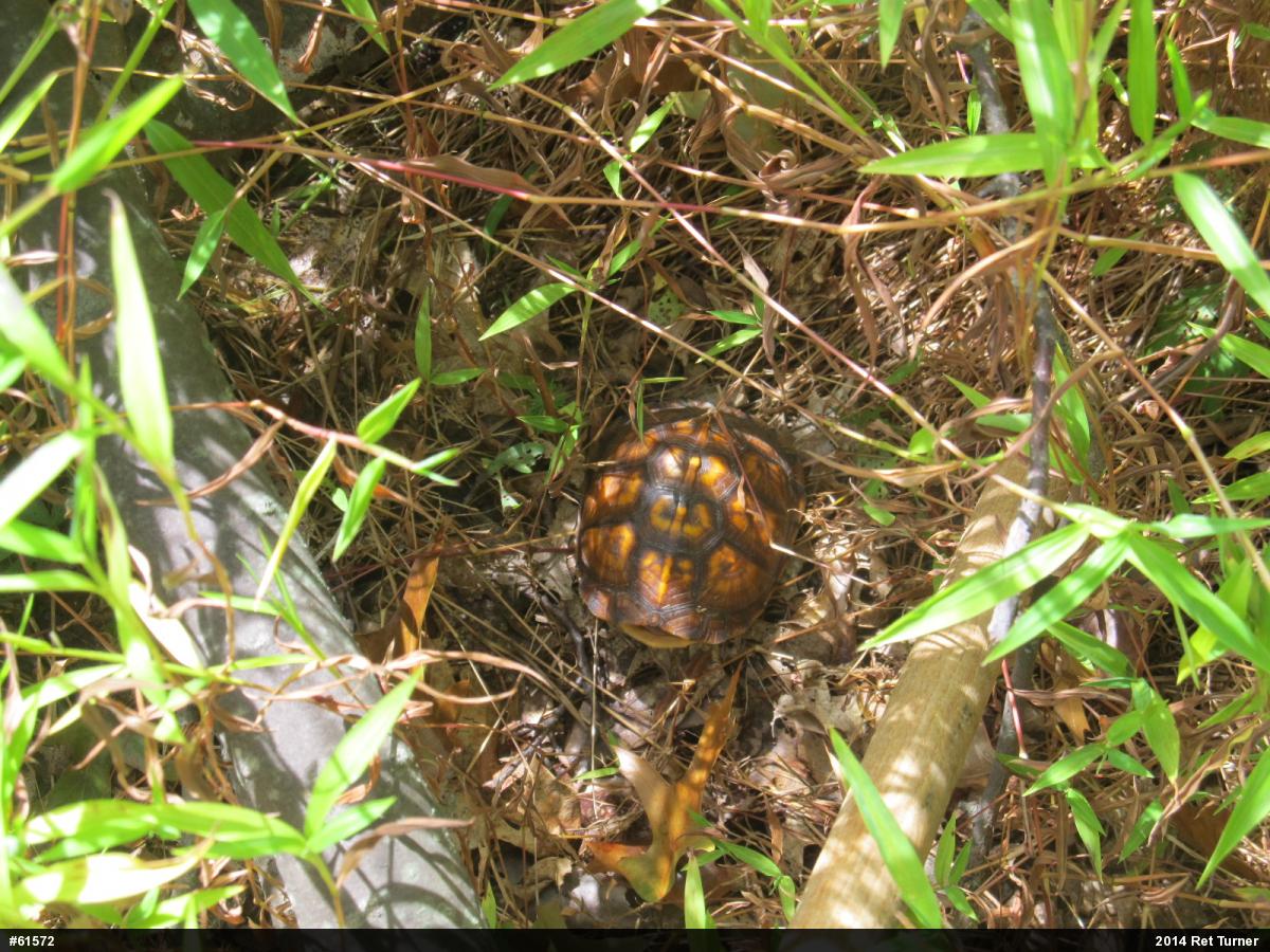 Eastern Box Turtle