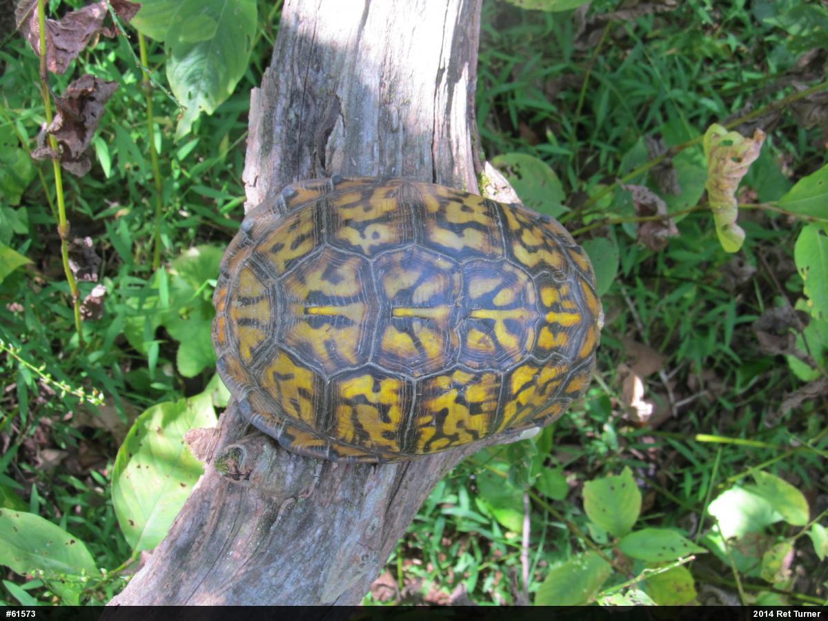 Eastern Box Turtle
