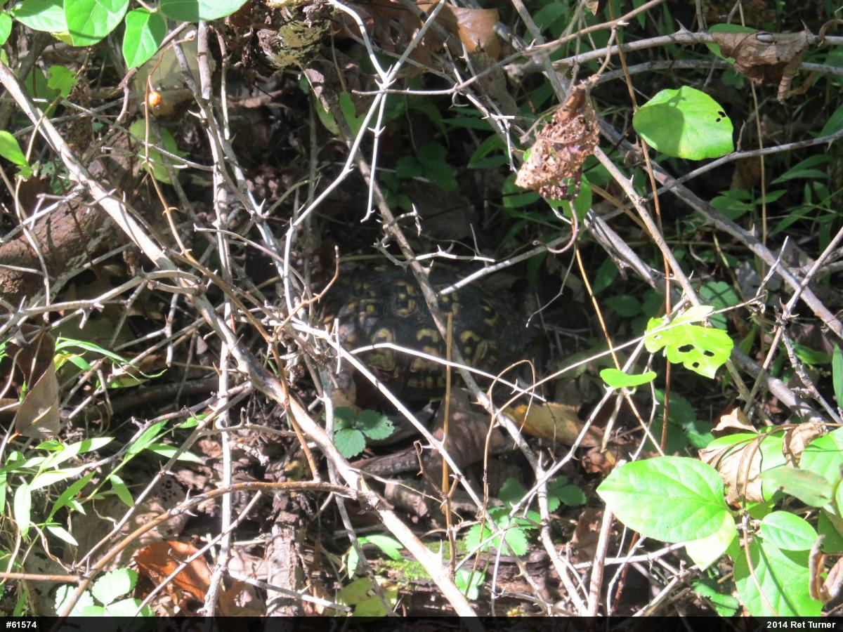 Eastern Box Turtle