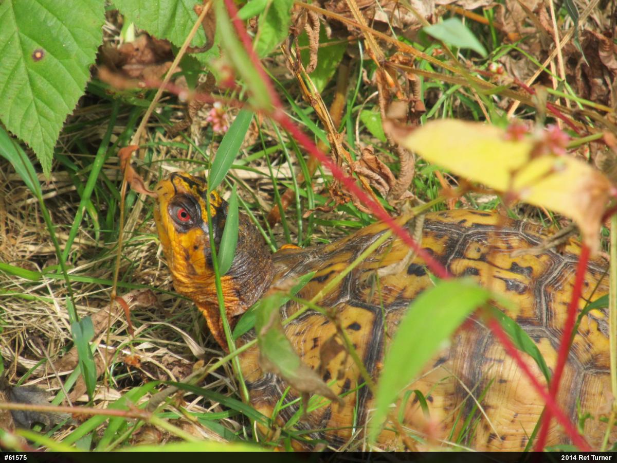 Eastern Box Turtle