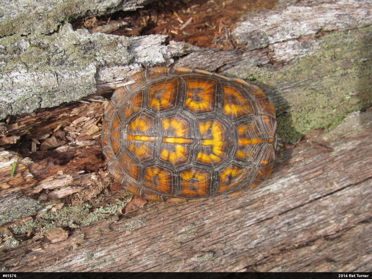 Eastern Box Turtle