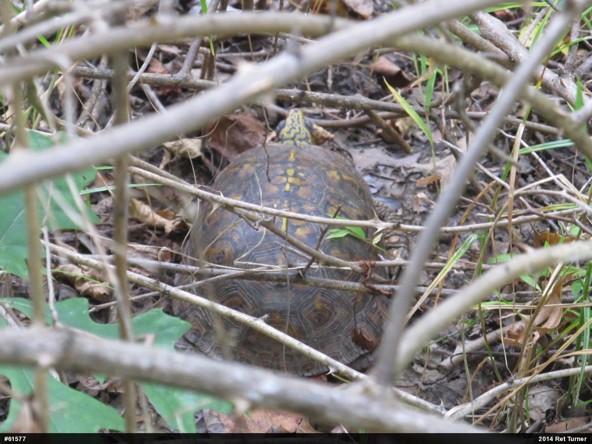 Eastern Box Turtle