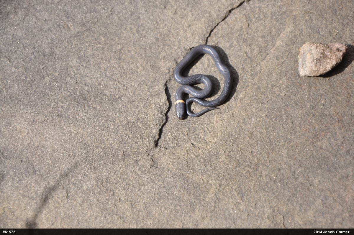 Northern Ring-necked Snake