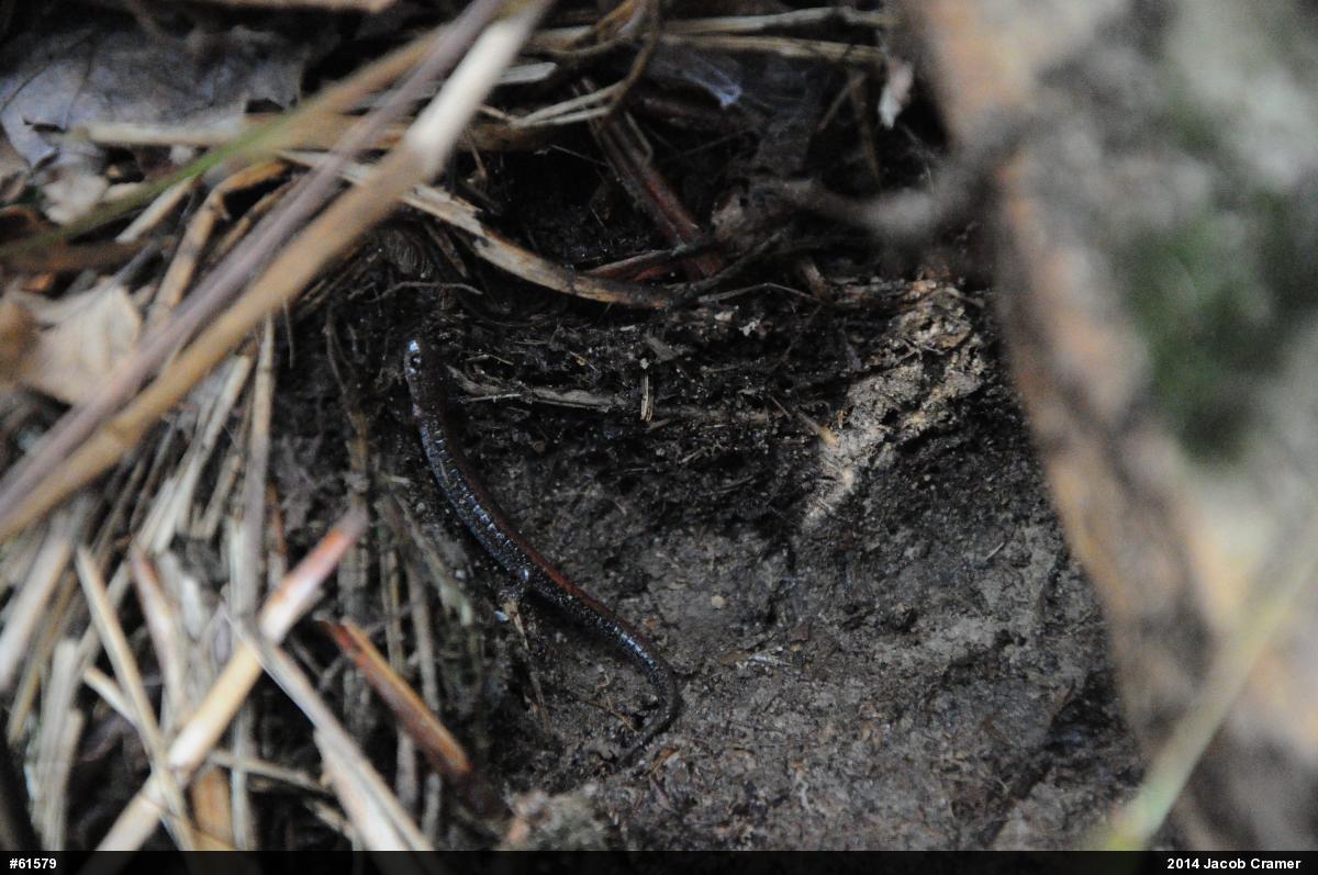 Eastern Red-backed  Salamander