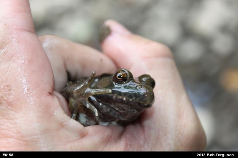 True Frogs