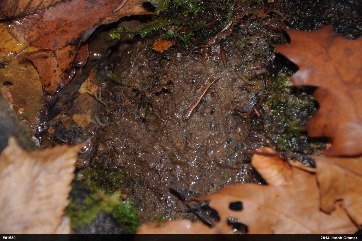 Allegheny Mountain Dusky Salamander