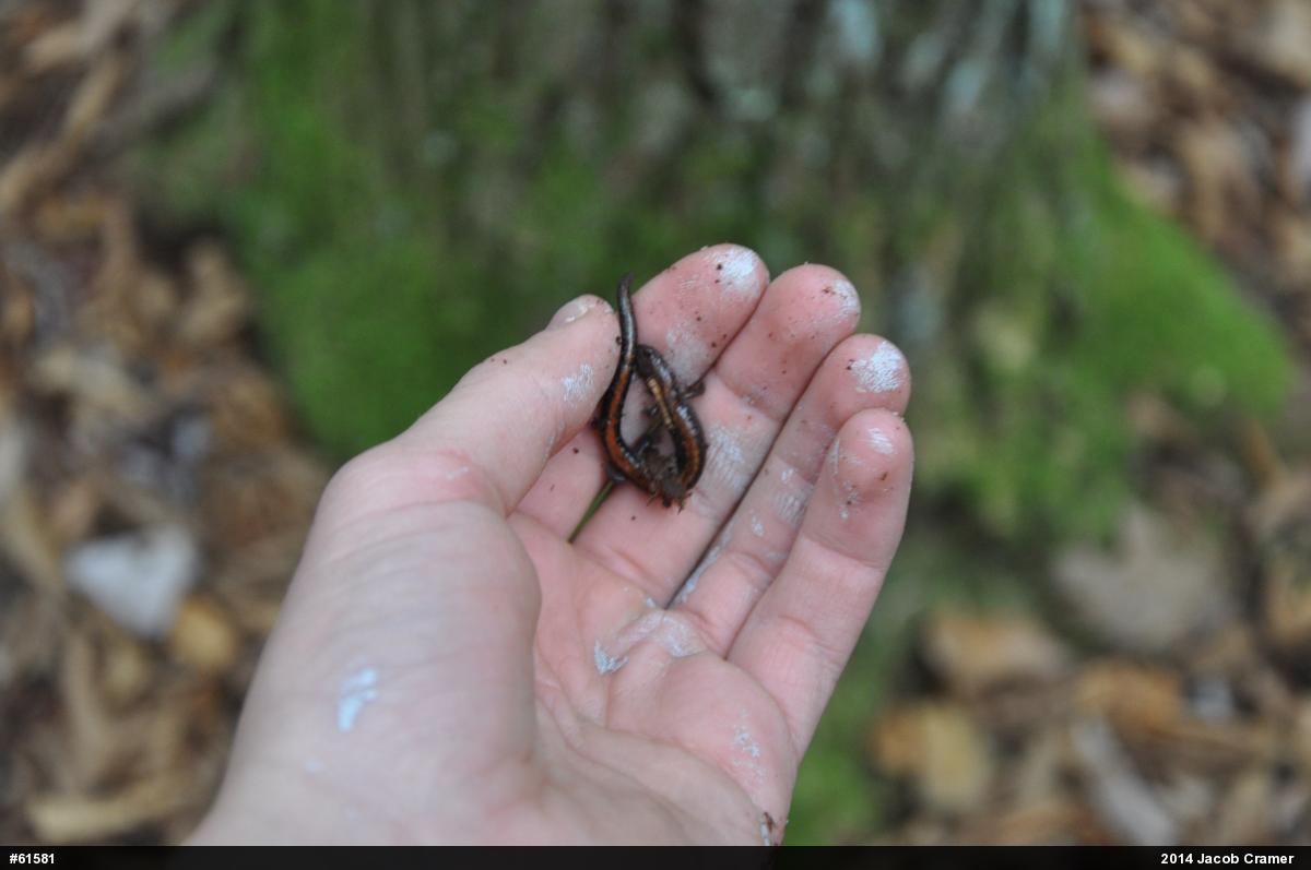 Eastern Red-backed  Salamander