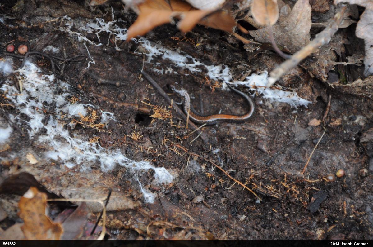 Eastern Red-backed  Salamander