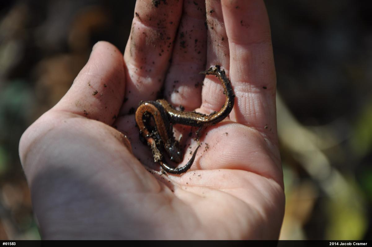 Eastern Red-backed  Salamander