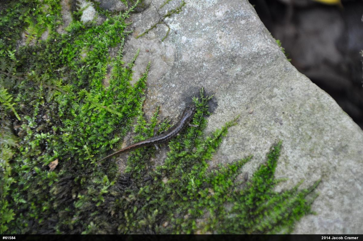 Northern Dusky Salamander