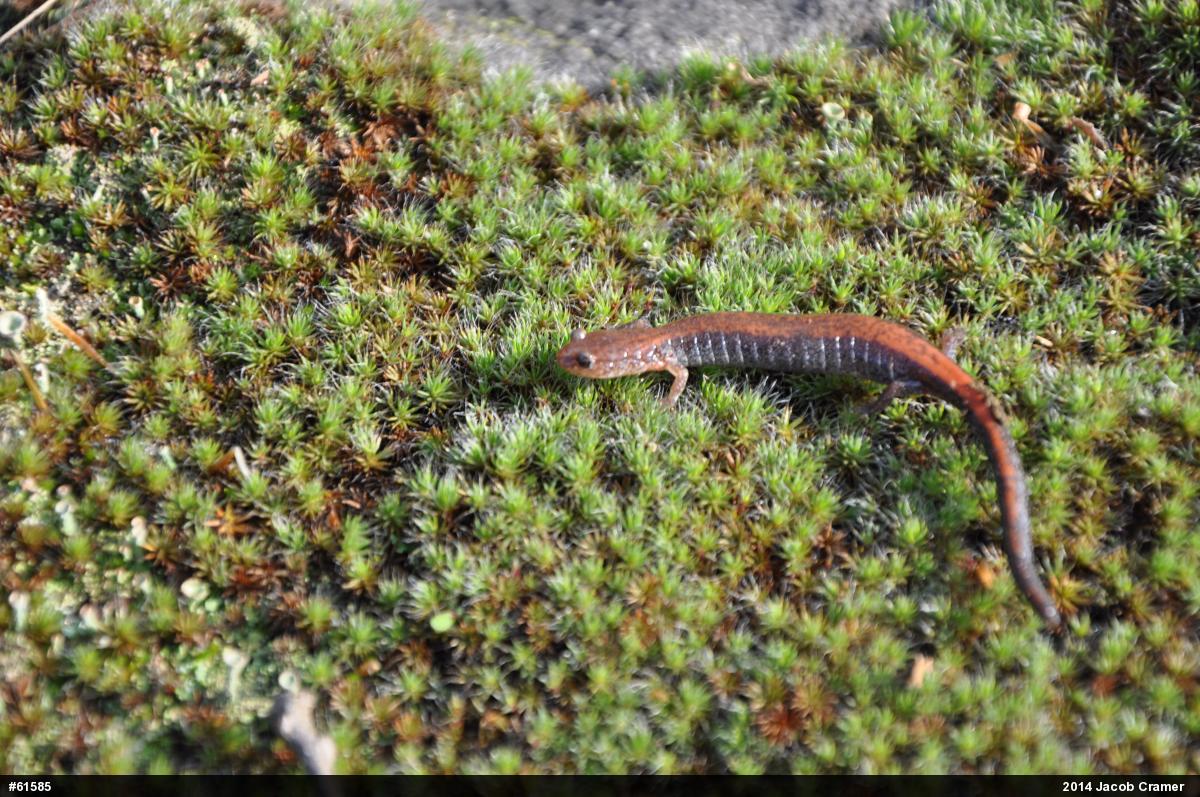 Eastern Red-backed  Salamander