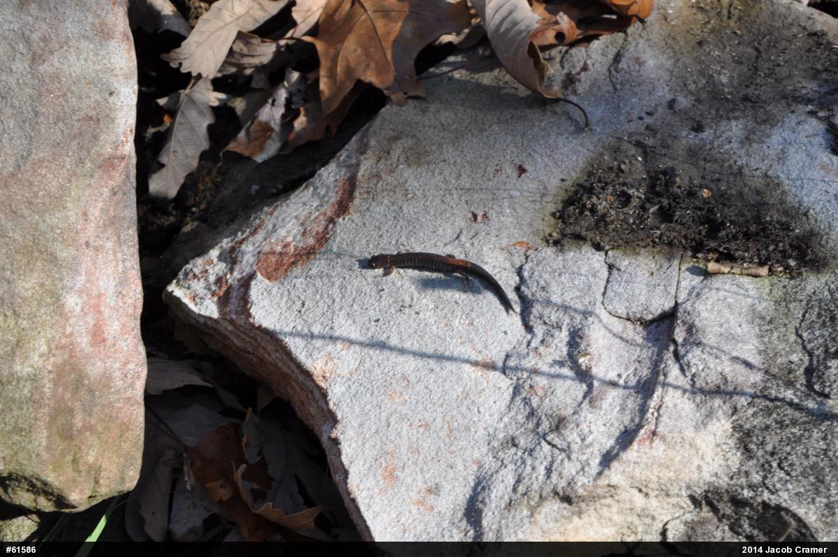 Eastern Red-backed  Salamander