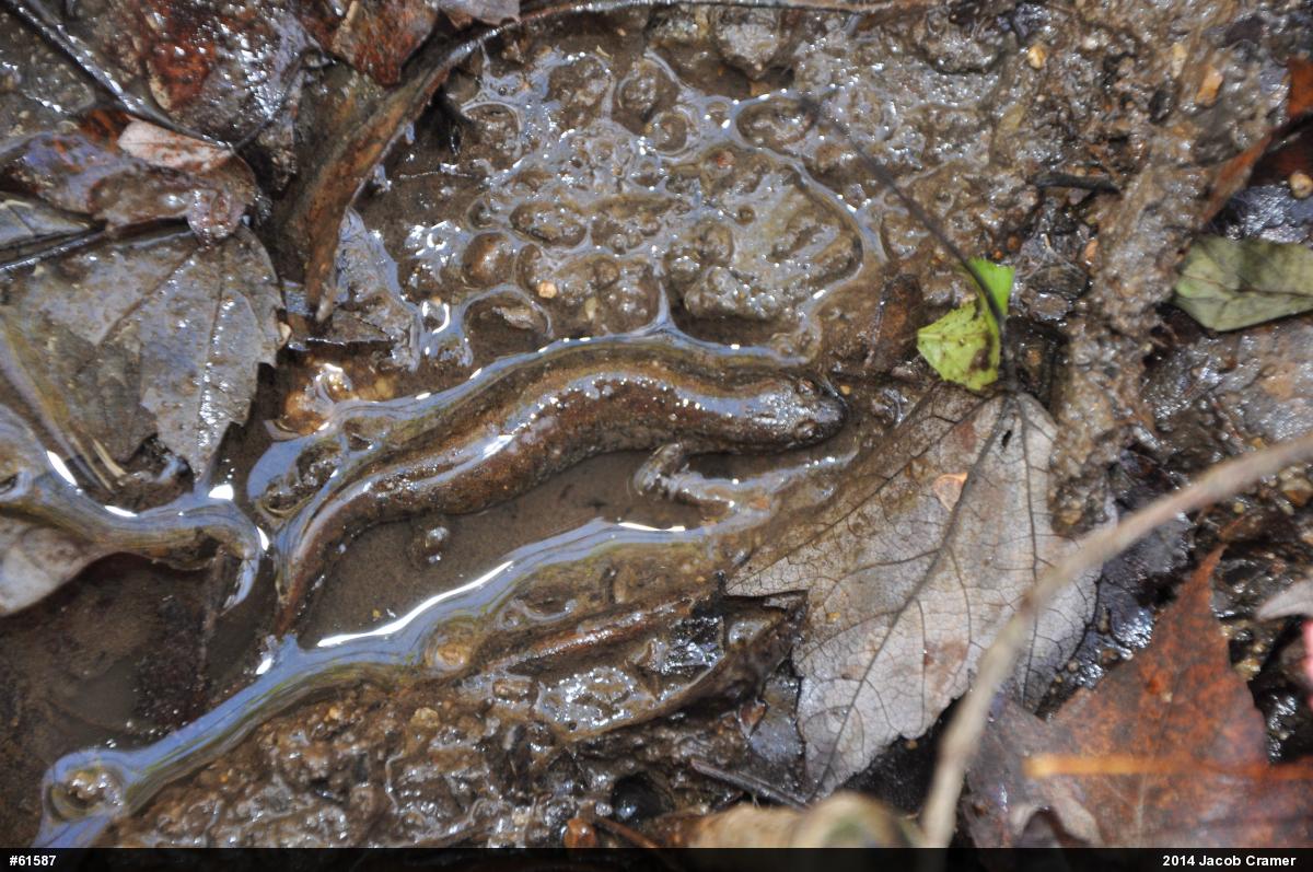 Northern Dusky Salamander
