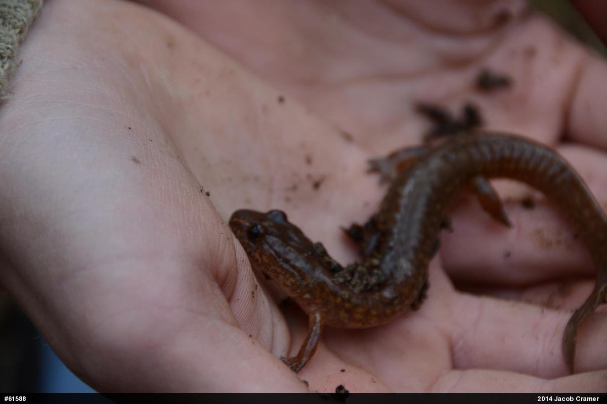 Northern Spring Salamander