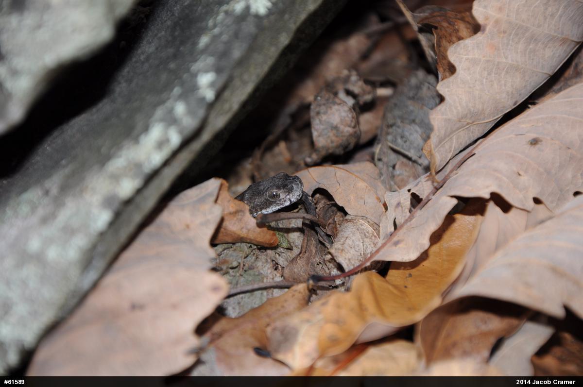 Timber Rattlesnake