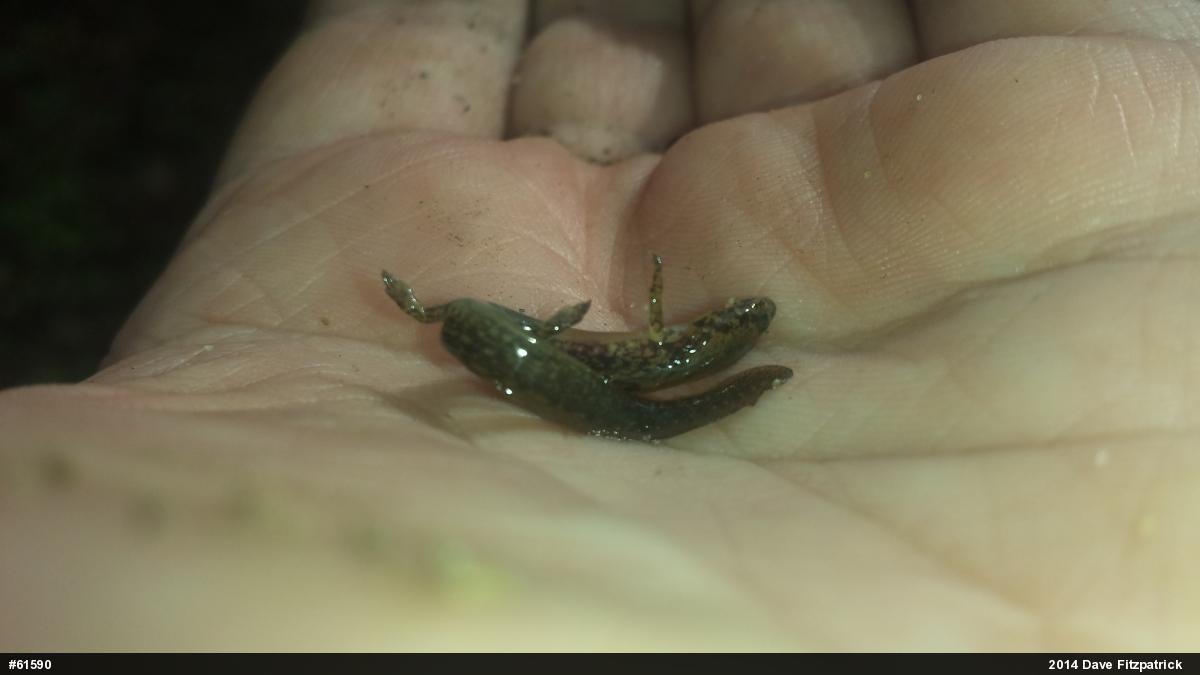 Northern Two-lined Salamander