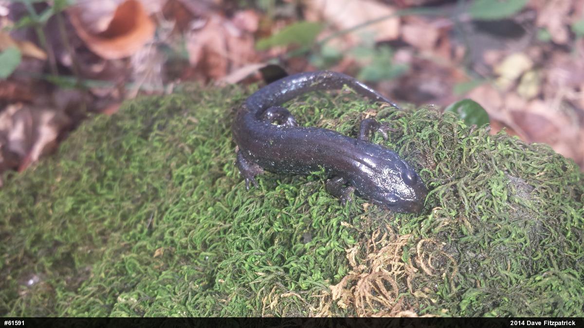 Northern Dusky Salamander
