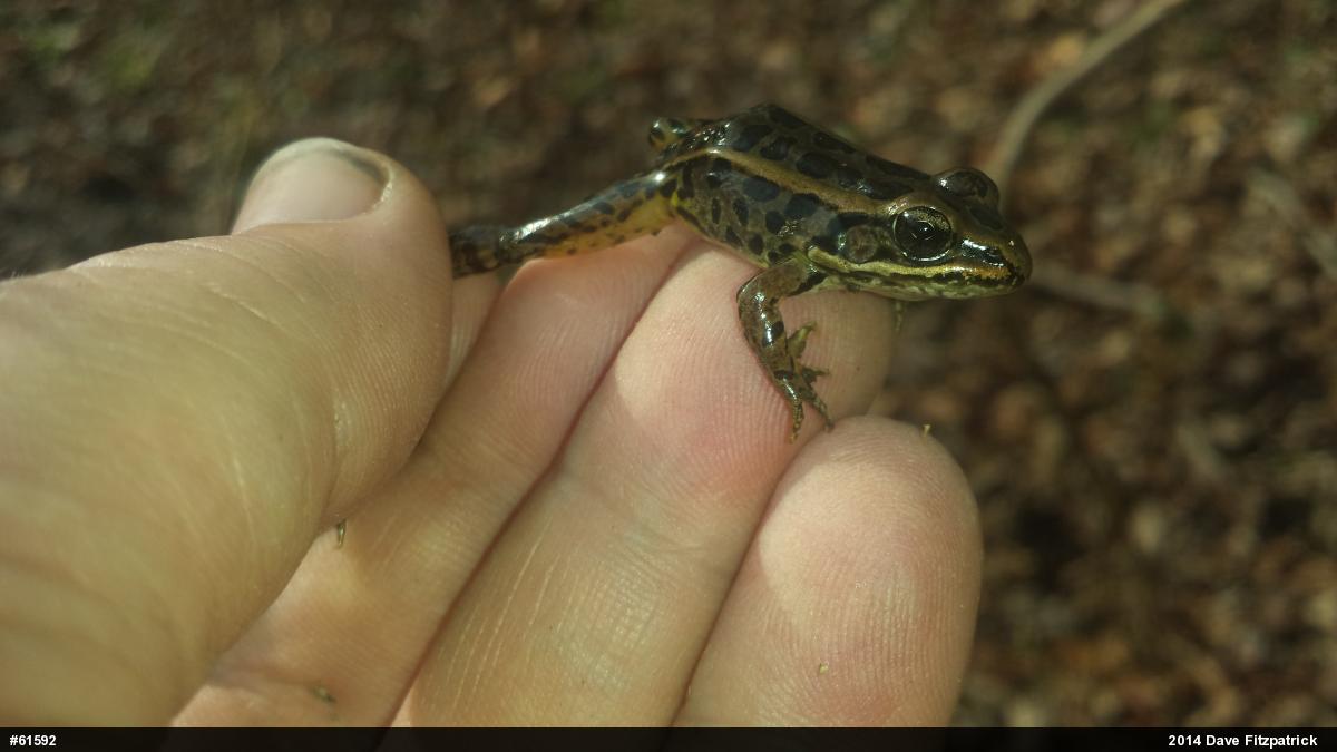 Pickerel Frog