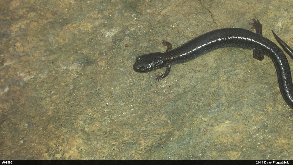 Eastern Red-backed  Salamander