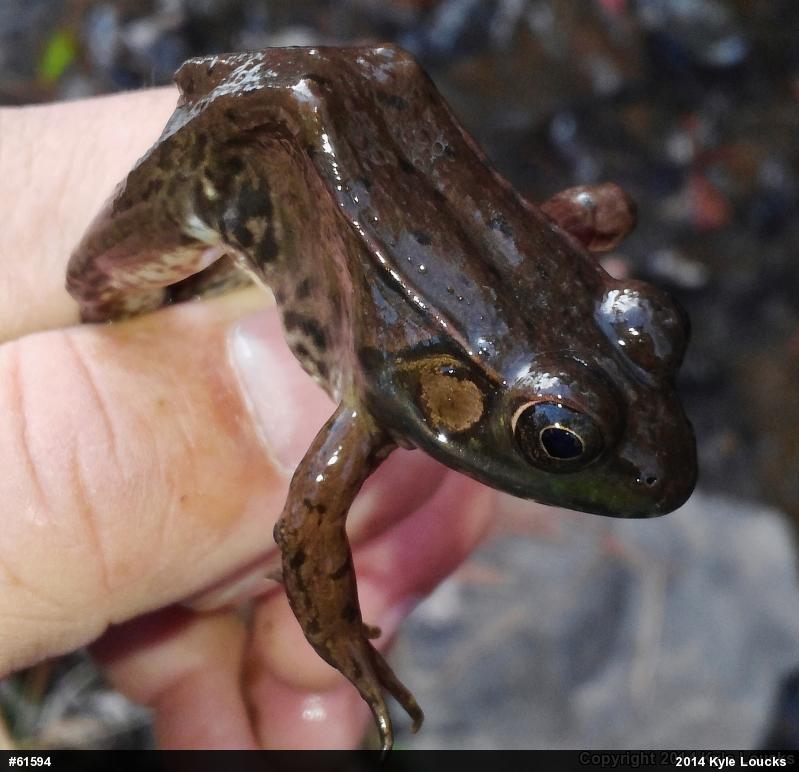 Green Frog