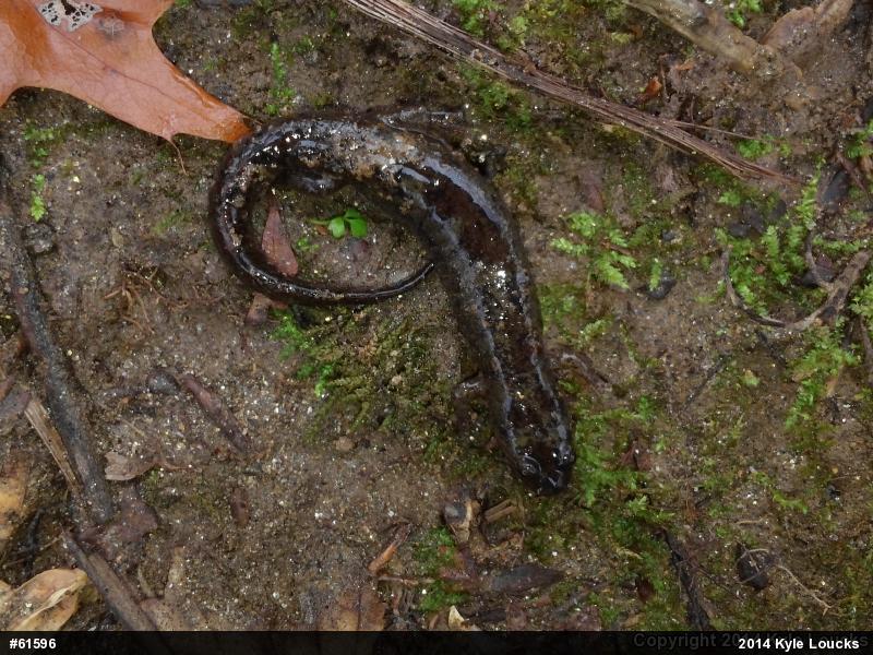 Northern Dusky Salamander