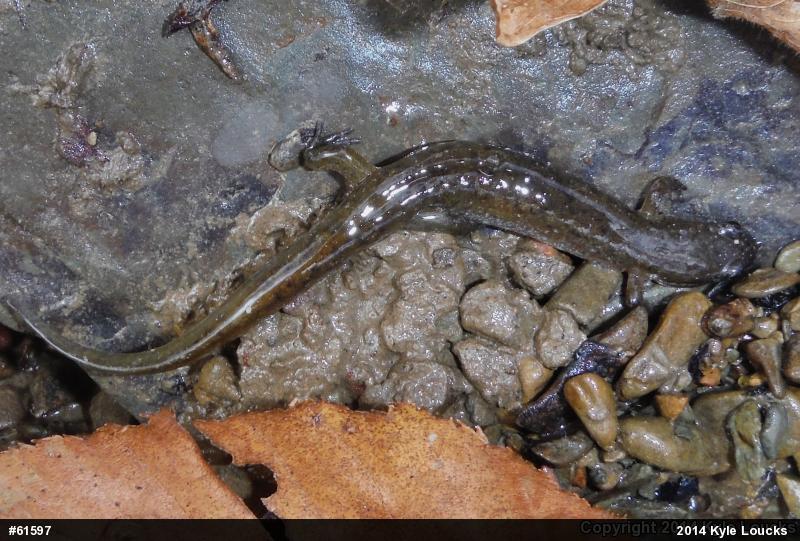 Northern Dusky Salamander