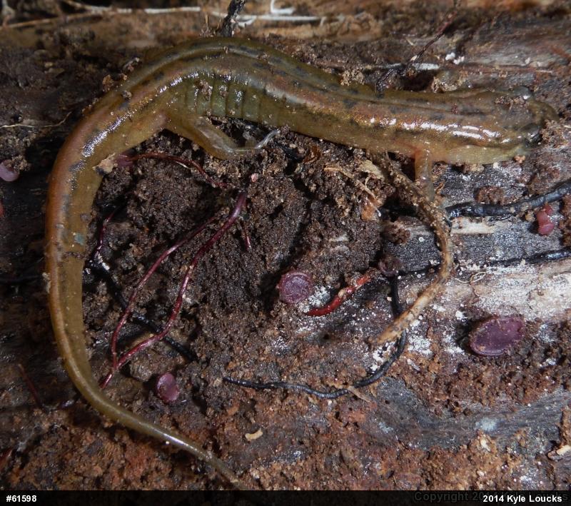Northern Dusky Salamander