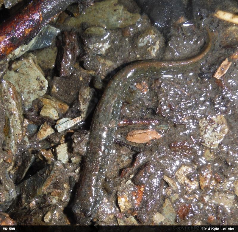 Northern Dusky Salamander