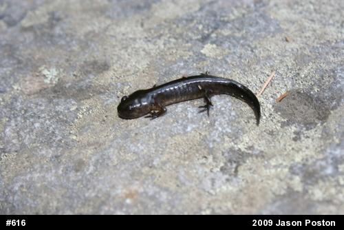 Spotted Salamander