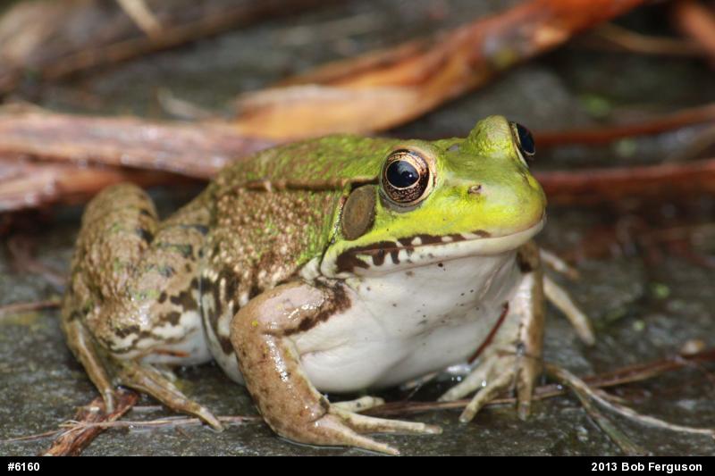 Green Frog