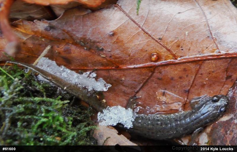 Northern Dusky Salamander