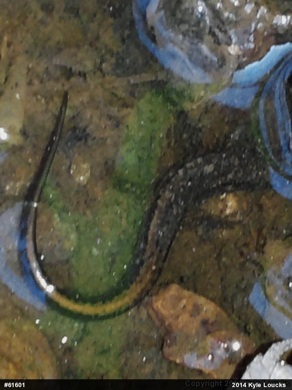 Northern Two-lined Salamander