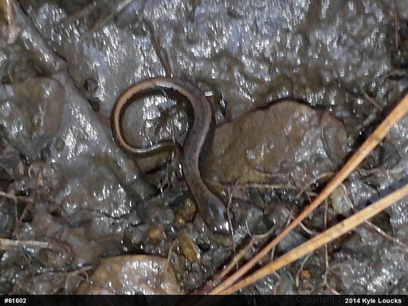 Northern Two-lined Salamander