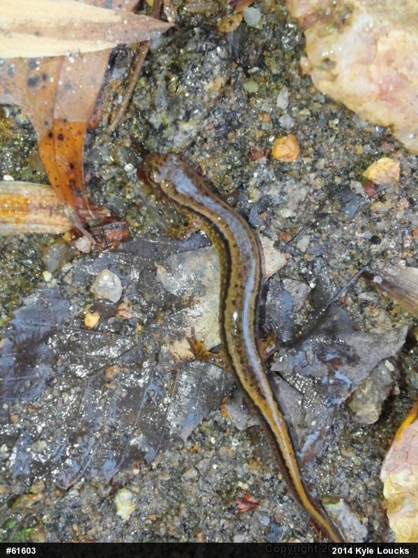 Northern Two-lined Salamander
