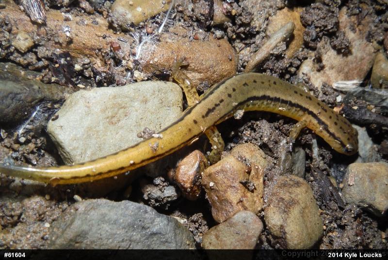 Northern Two-lined Salamander
