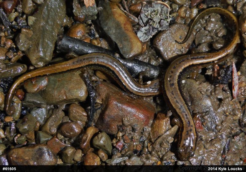 Northern Two-lined Salamander