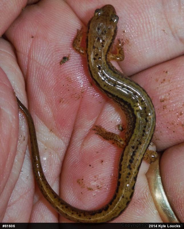 Northern Two-lined Salamander