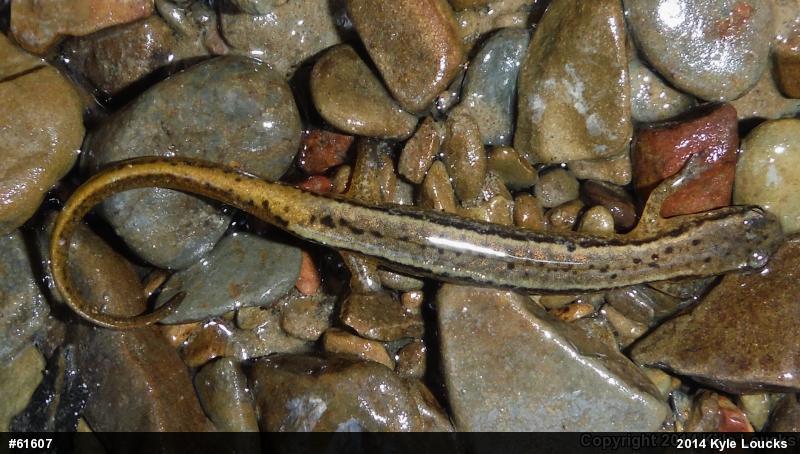 Northern Two-lined Salamander