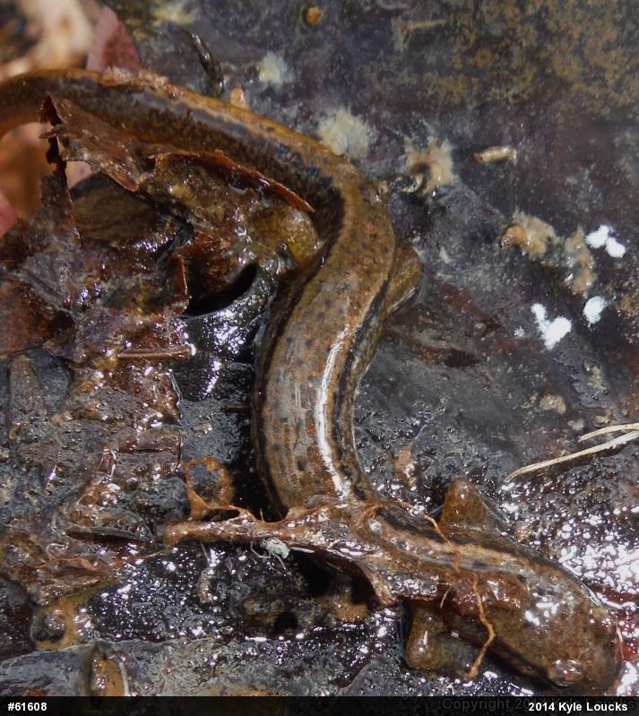 Northern Two-lined Salamander