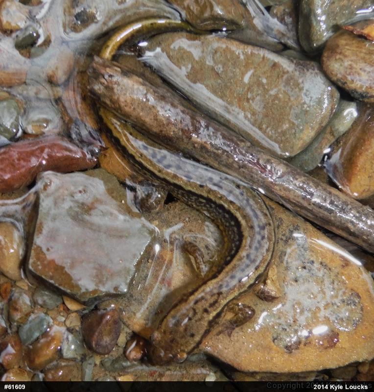 Northern Two-lined Salamander