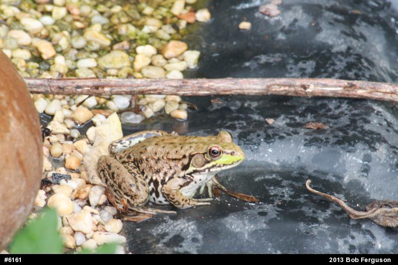 Green Frog