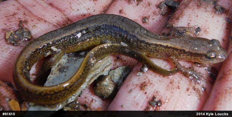 Northern Two-lined Salamander