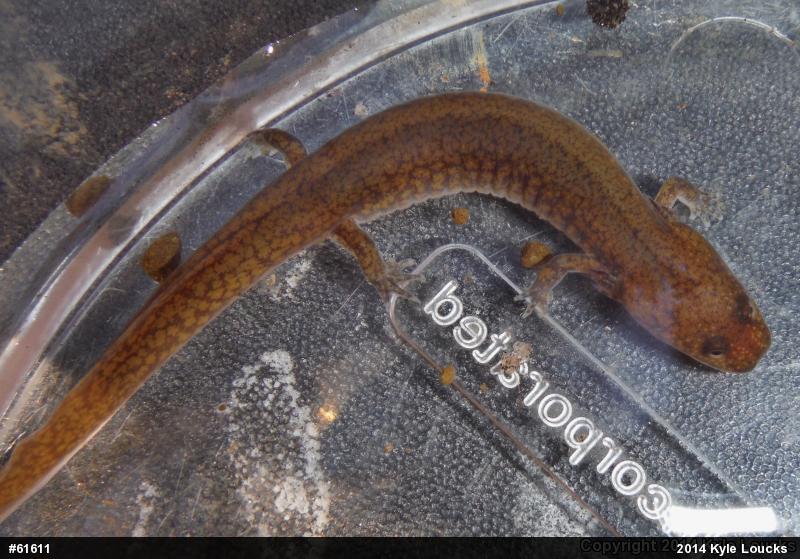 Northern Spring Salamander