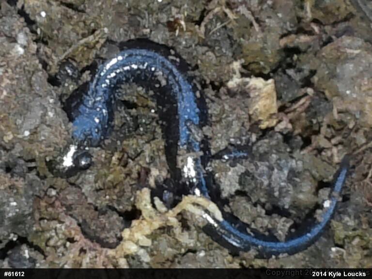 Eastern Red-backed  Salamander