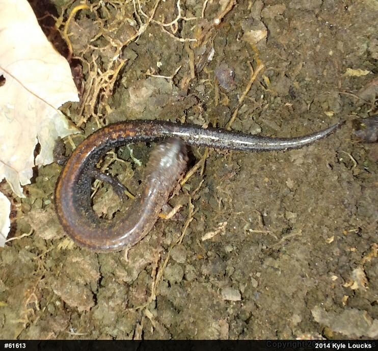 Eastern Red-backed  Salamander