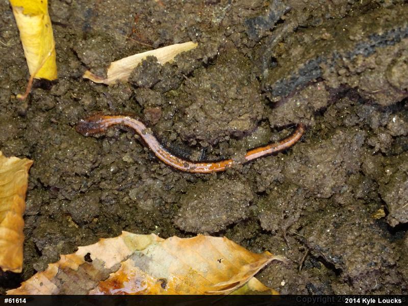 Eastern Red-backed  Salamander