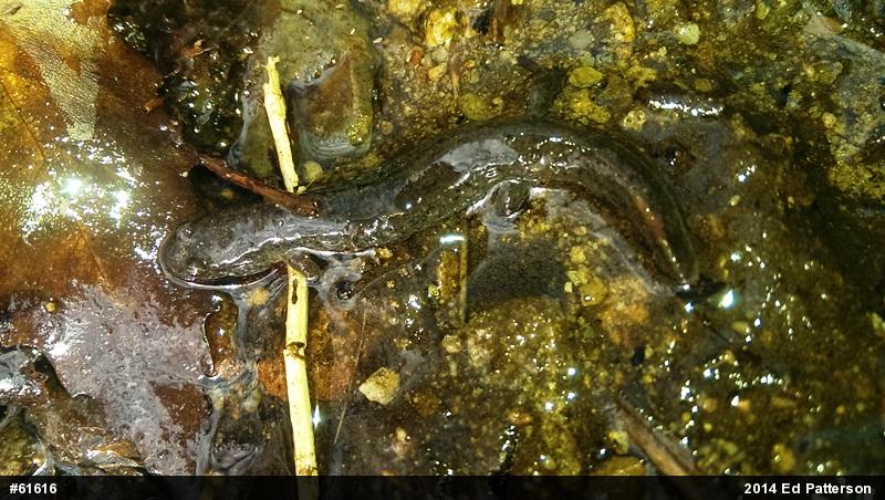 Northern Dusky Salamander