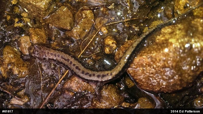 Allegheny Mountain Dusky Salamander