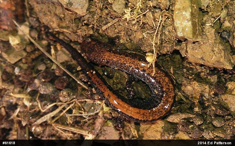 Eastern Red-backed  Salamander