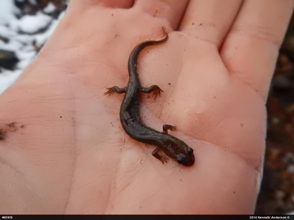 Dusky Salamanders